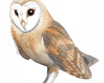 Barn Owl Watercolor Print, Owl Art