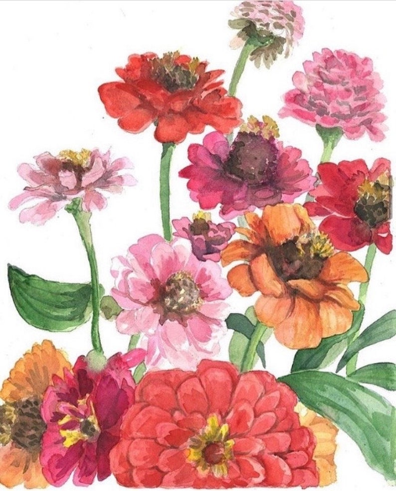 Watercolor zinnias floral Print, flower painting, Botanical Art image 2