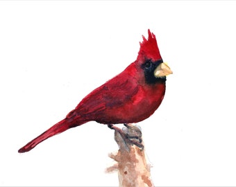 Watercolor Cardinal Print, Red Bird Art