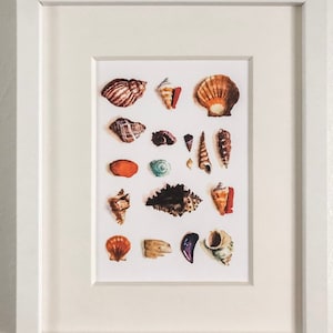 May include: A framed print of a collection of seashells in various shapes, sizes, and colors. The shells are arranged in a grid pattern on a white background.