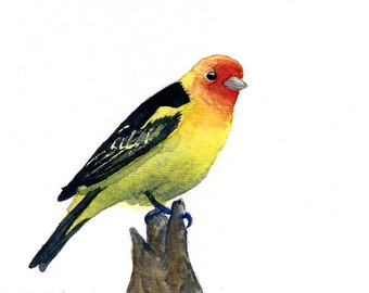 Aquarelle Western Tanager Print, Bird Art, peinture d’oiseau jaune, décoration intérieure éclectique, décor boho, art inspiré de la nature, cadeau unique, galerie