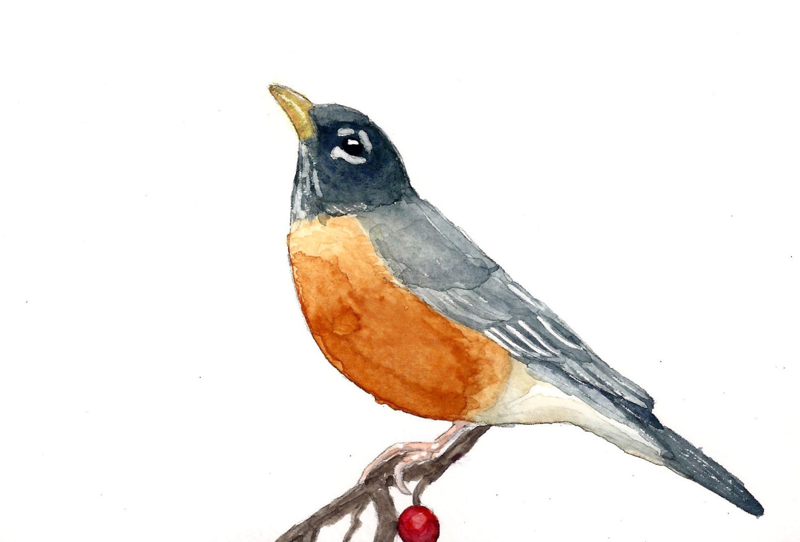 Watercolor Robin Print Bird Art Robin Painting Robin Red Etsy Australia
