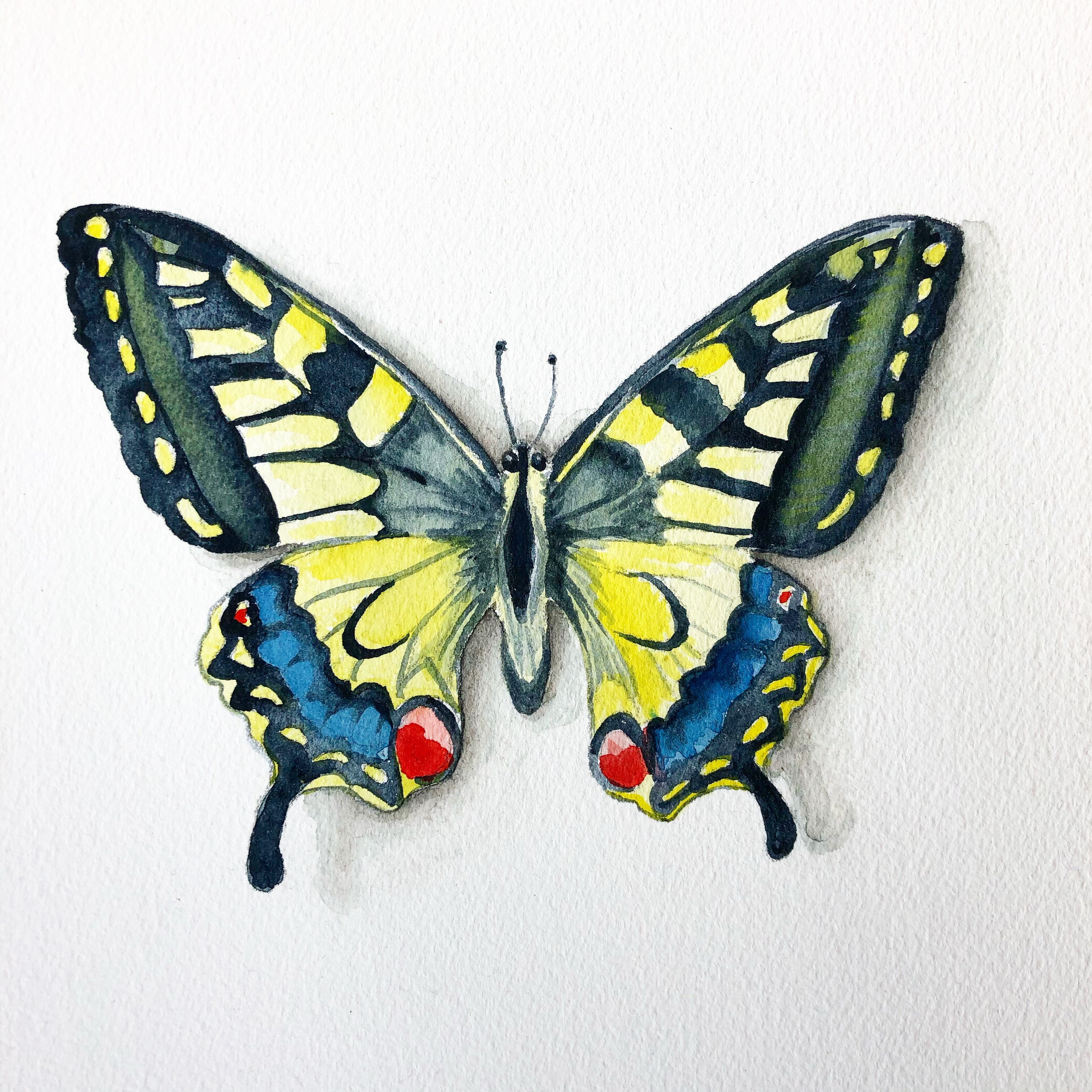 Watercolor Swallowtail Butterfly Prints, Butterfly Art - Etsy