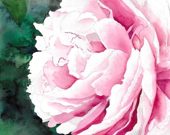 Pale Pink Peony Watercolor Print