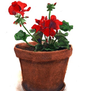 Watercolor Red Geraniums in Terra Cotta Pot Print