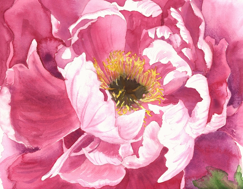 Pink Peony Watercolor Painting Print - Etsy