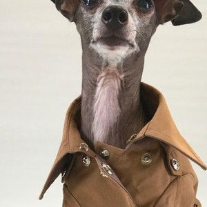 Italian Greyhound apparel;trench coat