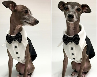 Italian Greyhound apparel-Tuxedo vest