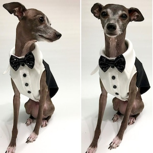 Italian Greyhound apparel-Tuxedo vest