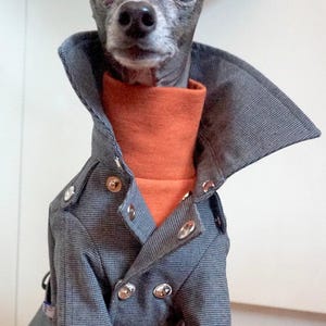 Italian Greyhound apparel;trench coat