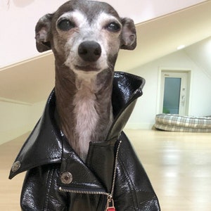 Dog biker jacket uk sales
