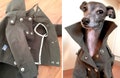 Italian Greyhound apparel;trench coat product logo