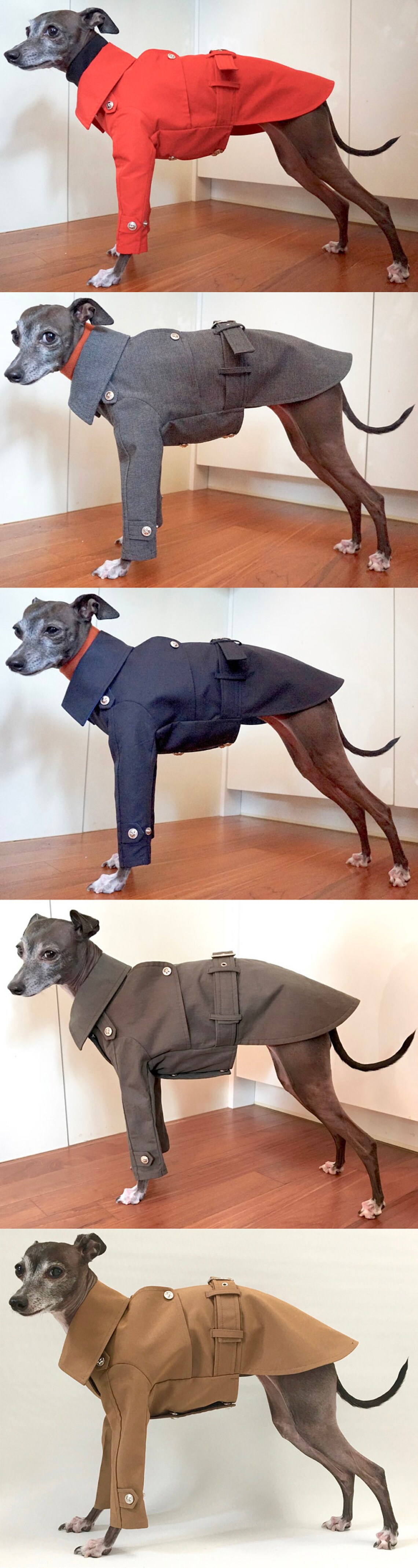Italian Greyhound appareltrench coat Etsy