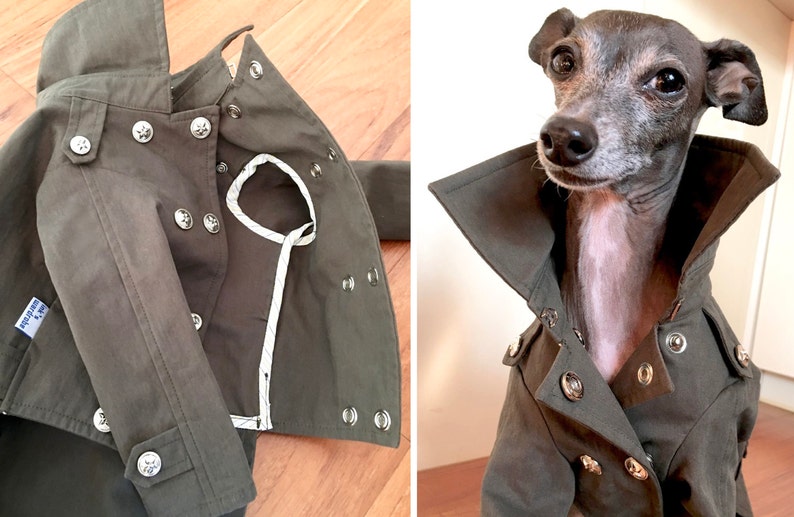 Italian Greyhound appareltrench coat Etsy