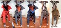 Italian Greyhound apparel;trench coat product logo