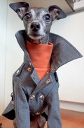 Italian Greyhound apparel;trench coat product logo
