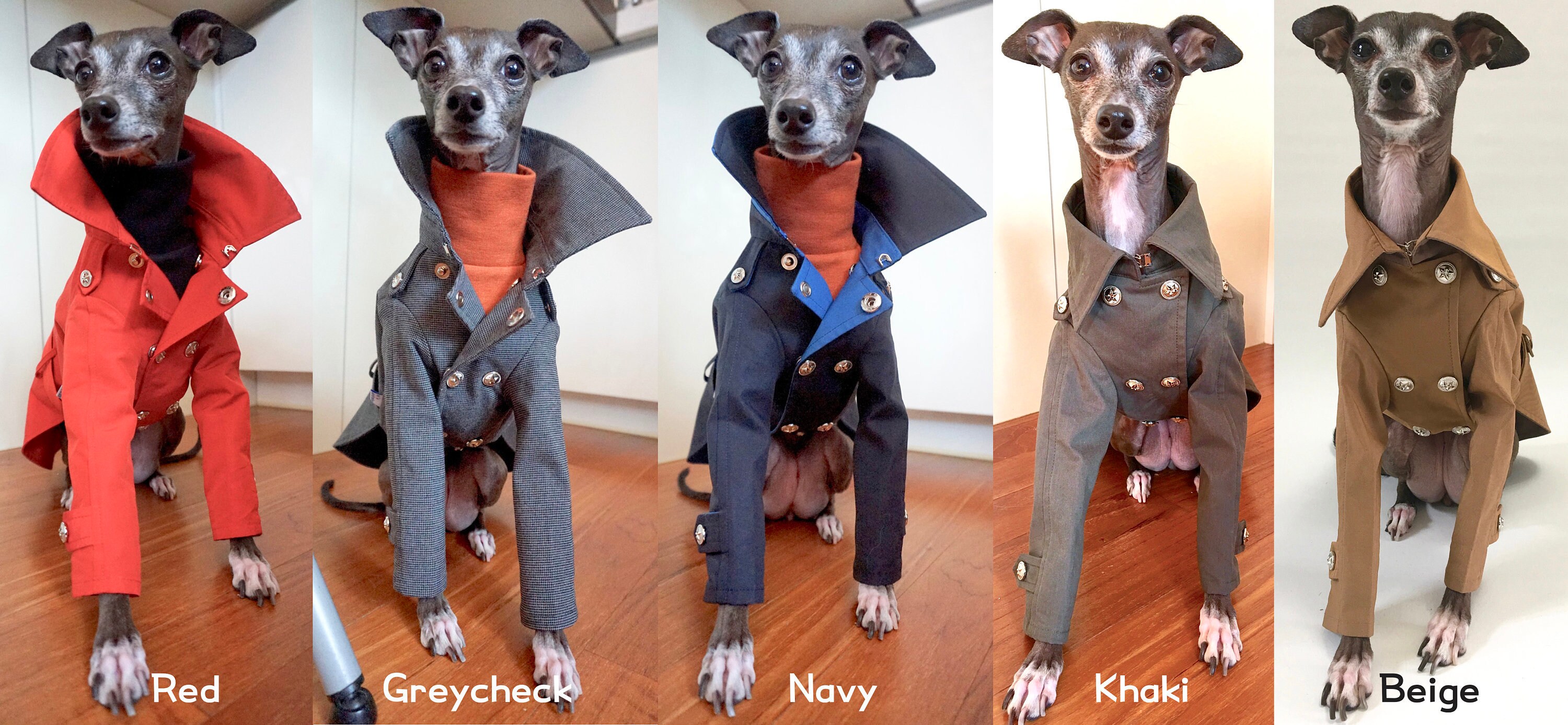 Italian Greyhound appareltrench coat Etsy