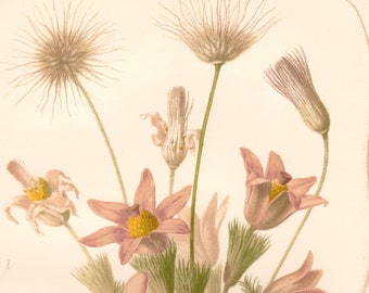 1876 Original Wild Flowers - Botanical Print - Pulsatilla Vulgaris - Easter Flower -  Antique  Herb Lithograph -  Vintage Engraving - 837