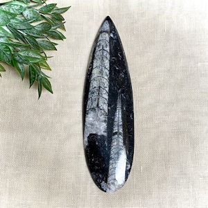Flat Double Orthoceras