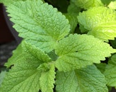 Hierloom Lemon Balm live plants starter plant - limited time-May only-bare root