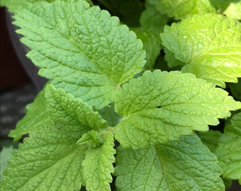 Hierloom Lemon Balm live plants/starter plant - limited time-May only-bare root