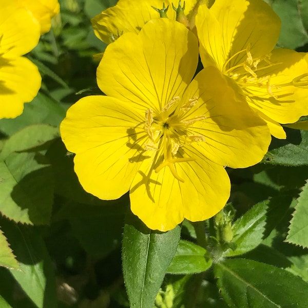 Now Available - Live Plant _ Live Evening Primrose Plants - Rooted Plants, Gives Beautiful Yellow Blooms, Hardy Perennial Plants