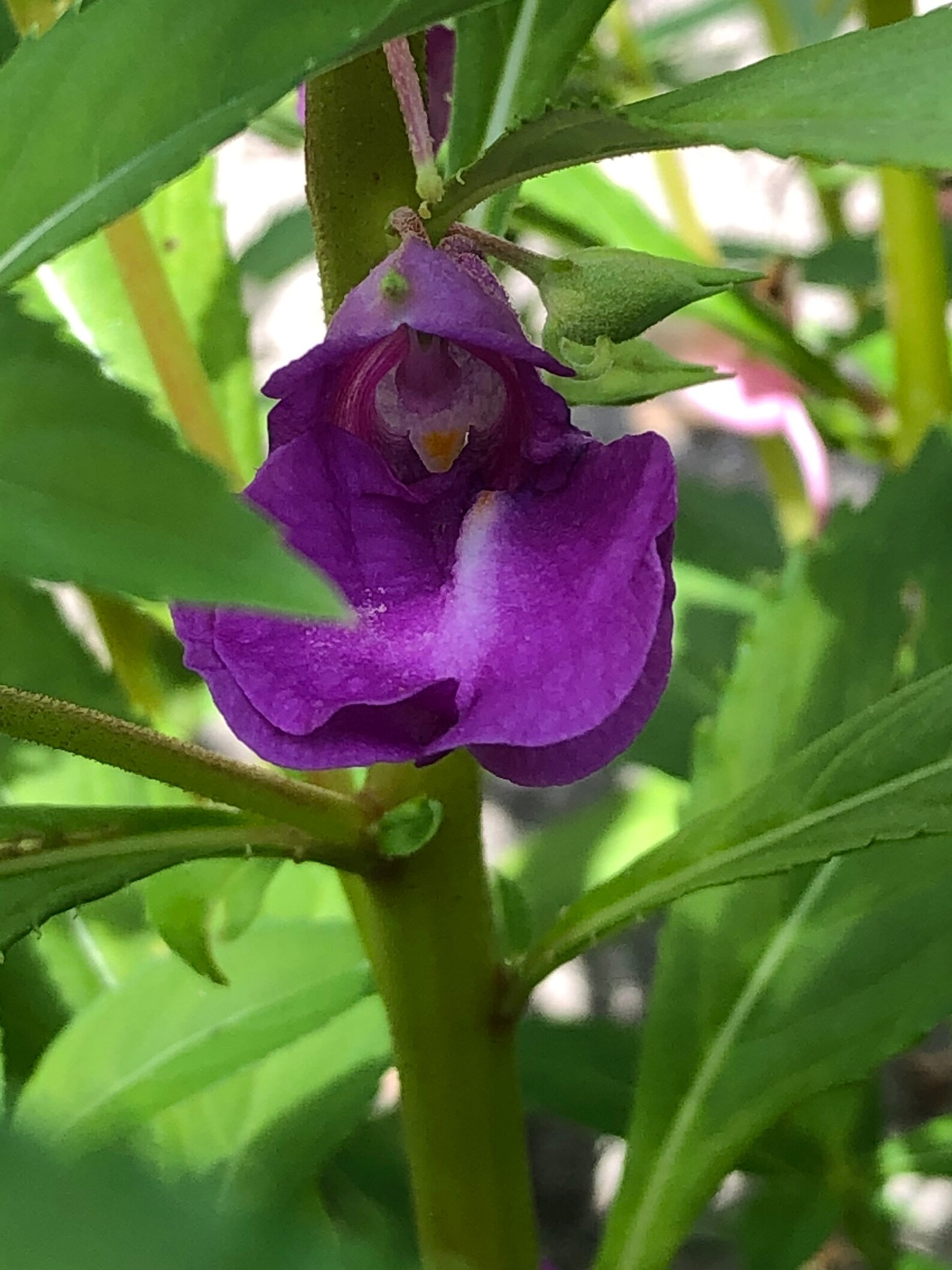 Impatiens balsamina flower seeds pollinator gardeneropen Etsy