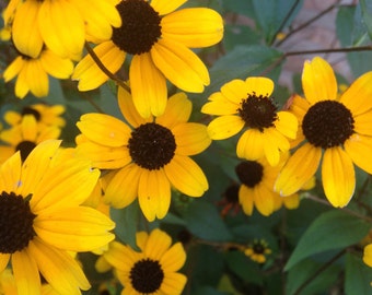 Rudbeckia Seeds (Brown Eye Susan)Rudbeckia triloba - Branched Coneflower-Non GMO-no chemical-Wildflower-organic open pollinated