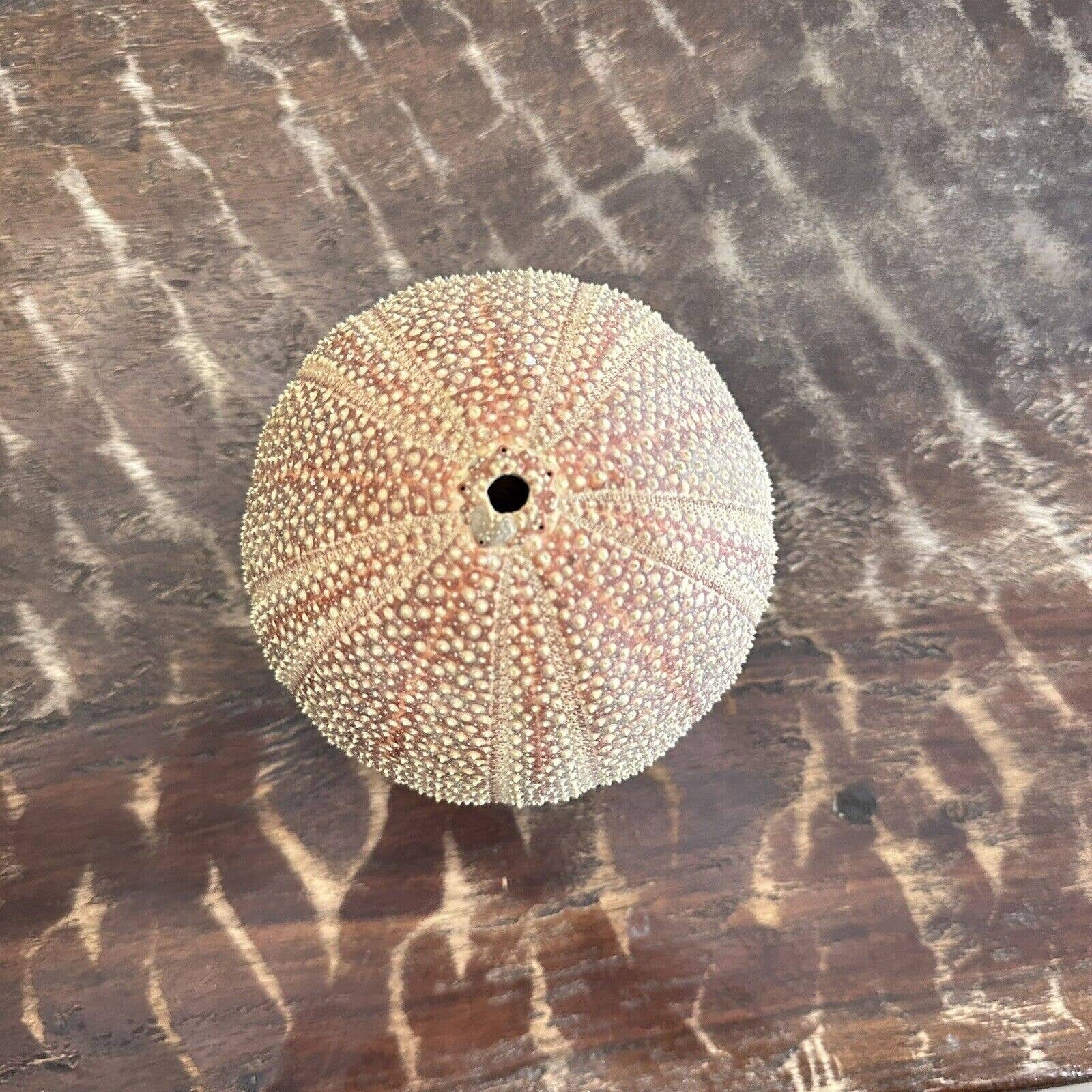 Sea Urchin Shell Echinidae Echinus Sea Urcin Pink Brown Tan With Base ...