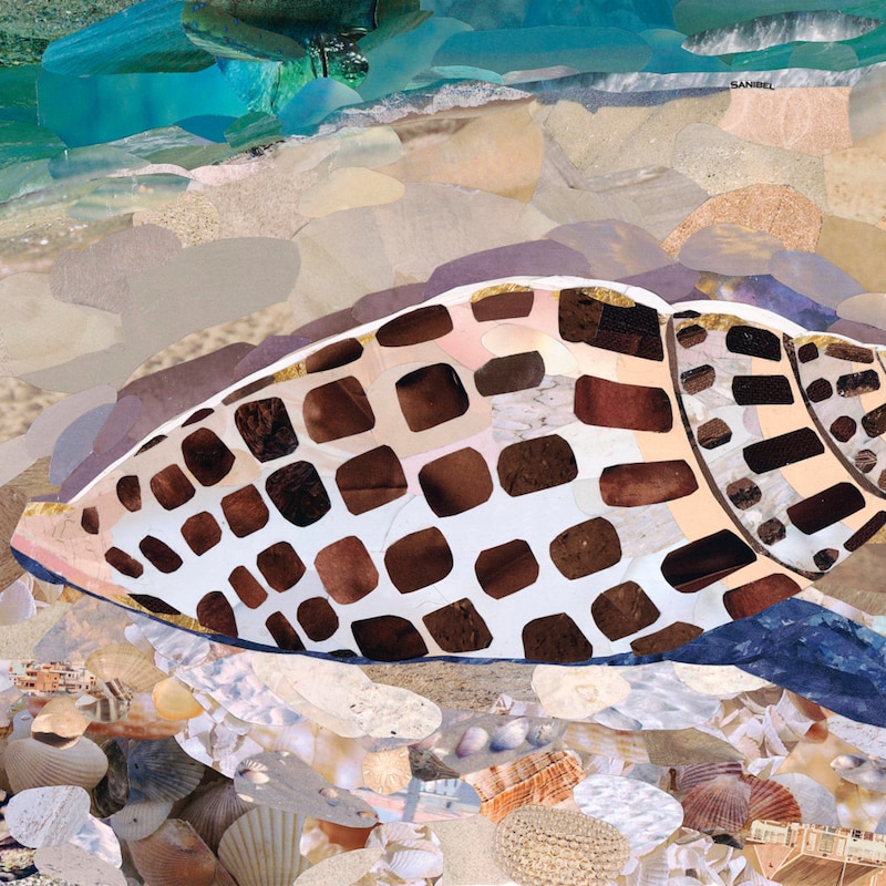 Junonia Shells - Etsy