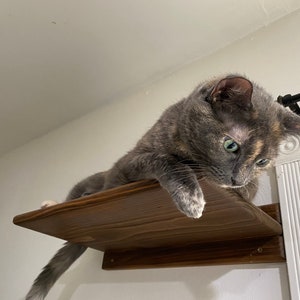 Kitty Perches (set of 3) Cat Tree Cat Wall Shelf Modern Furniture Pet Ramp