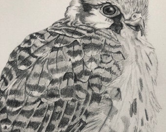 May include: A detailed pencil drawing of a small falcon with brown and white feathers. The bird is looking to the right of the image with its head turned slightly.
