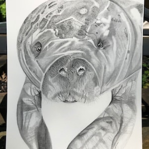 Manatee Art Print, Hand-drawn in pencil Manatee print