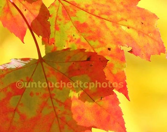 Green and Red Maple Leaves on top of Yellow Maple Leaves Canvas Photograph -Autumn Wall Art-Great Fall Decor Picture by untouchedtcphotos