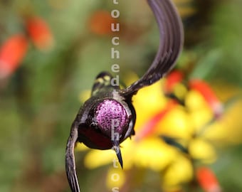 Tête de colibri d'Anna mâle en retournant ses ailes de haut en bas, photo murale, décoration naturelle, art pour intérieurs calmes