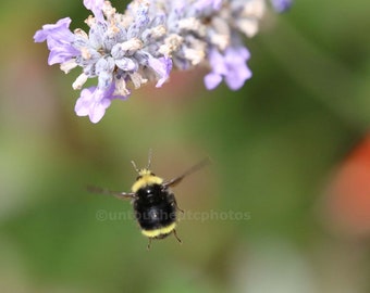 Flying Bee approaching Pretty Lavender flowers Photograph