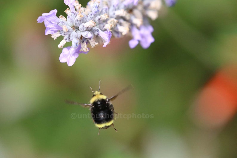 Flying Bee approaching Pretty Lavender flowers Photograph image 1