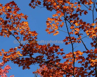 Feuilles d’érable orange dansant dans le ciel cyan Photographie - Art mural d’automne - Belles feuilles d’automne canadiennes sous le ciel d’automne Photo !