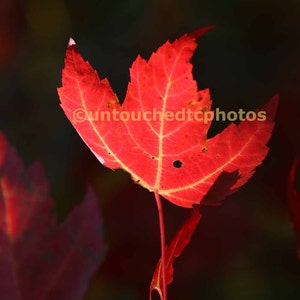 Flaming Red Maple Leaf Photograph-Wall Nature Art Photographed in Canada-Autumn/Fall Decor for Great Interiors by untouchedtcphotos