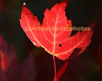 Flaming Red Maple Leaf Photograph-Wall Nature Art Photographed in Canada-Autumn/Fall Decor for Great Interiors by untouchedtcphotos
