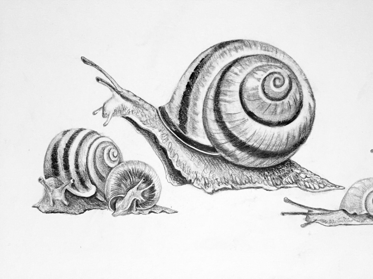 Original Drawing of Snails whimsical snail illustration Etsy