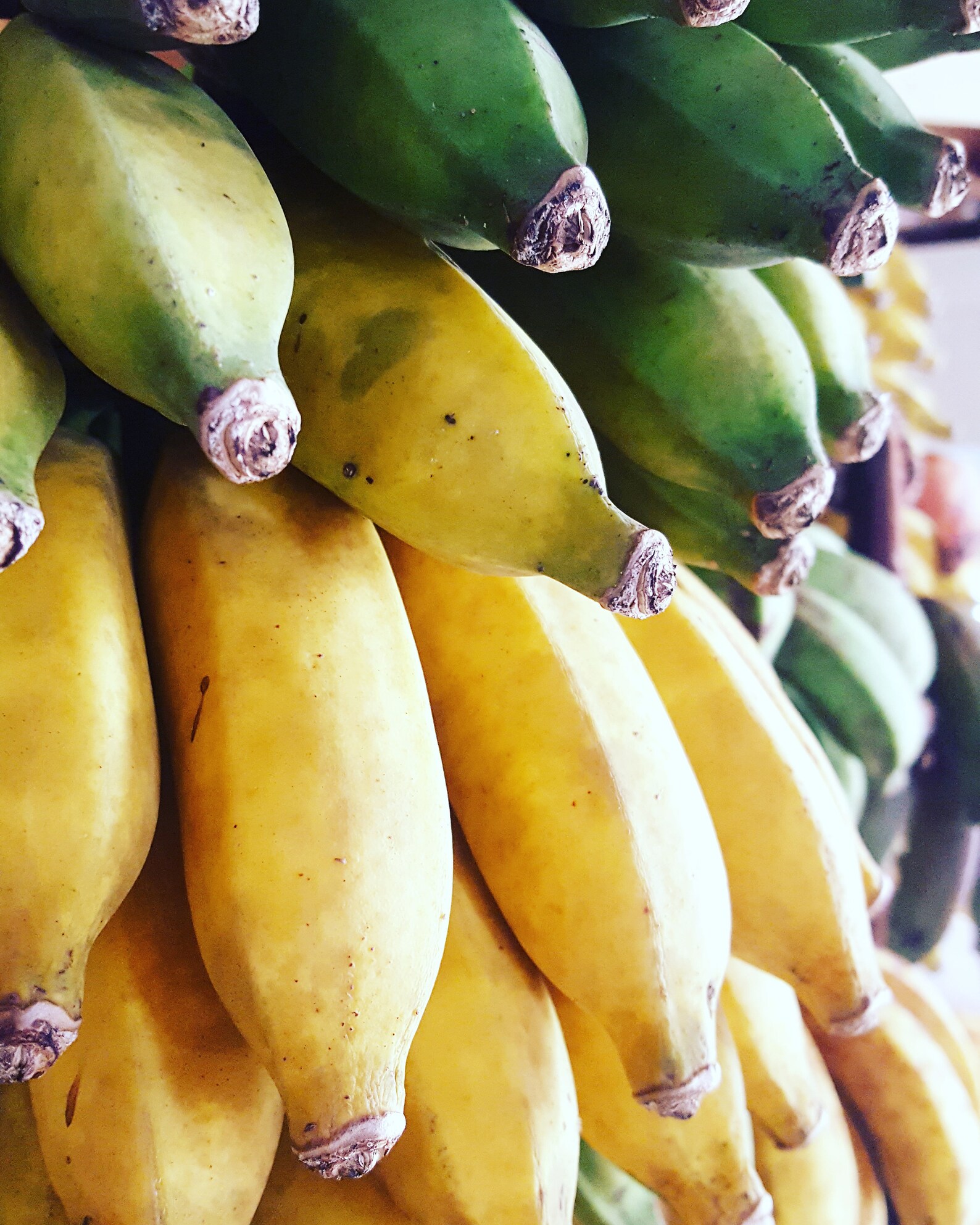 Dried Cinnamon Bananas Hawaiian Apple Bananas Healthy Etsy