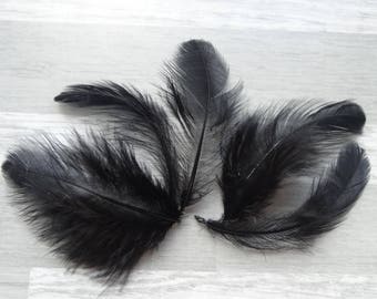 Lot de 20 Plumes naturelle de poule noir