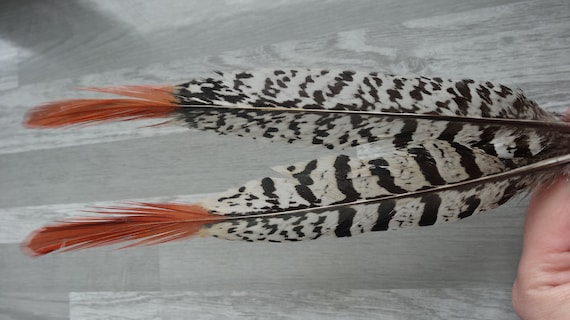 Approx 10 Inches x 2 Orange Pheasant Tail Feathers