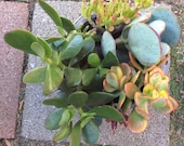 5 varieties of Jade Plant Cuttings Colorful Crassula Succulents Great drought tolerant plant-Indoor or Outdoor