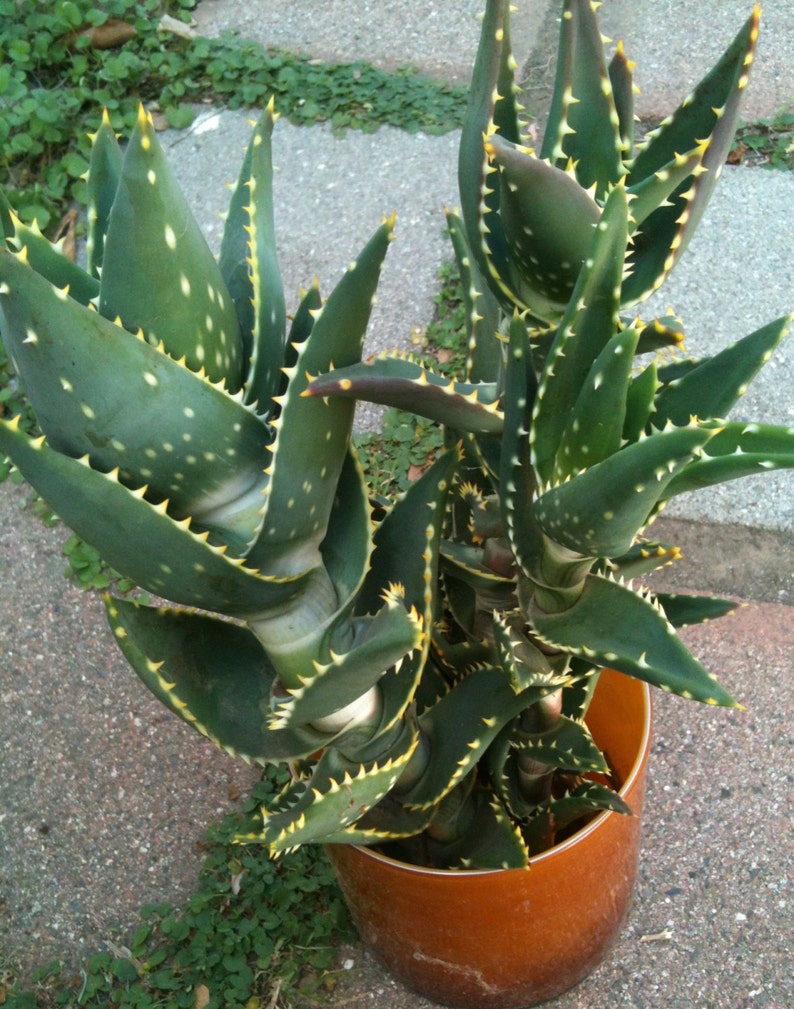 Glorious Succulents Aloe perfoliata ssp distans 2 Cuttings ...