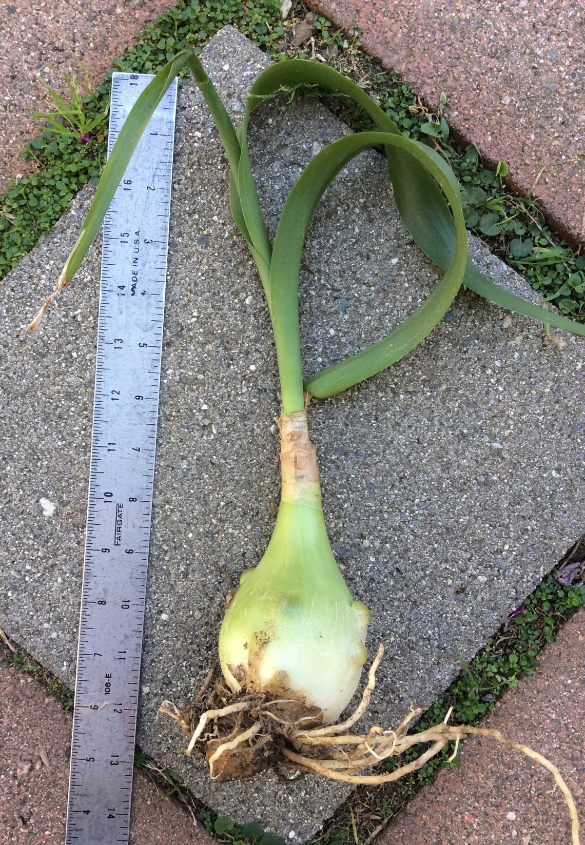 Pregnant Onion Plantnot edibleOrnithogalum Caudatum Etsy