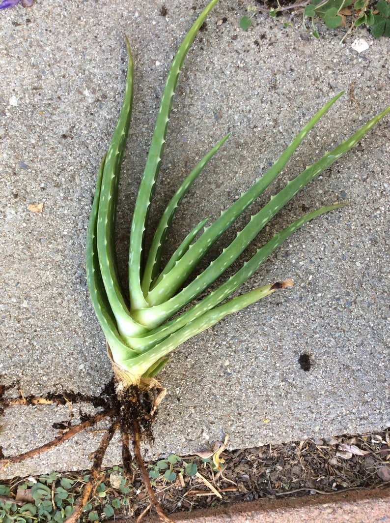 Glorious Succulents Aloe Vera Burn Plant with Etsy