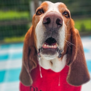 Slobber, Drool .Bibs for Basset Hound Personalised With Your Pets Name
