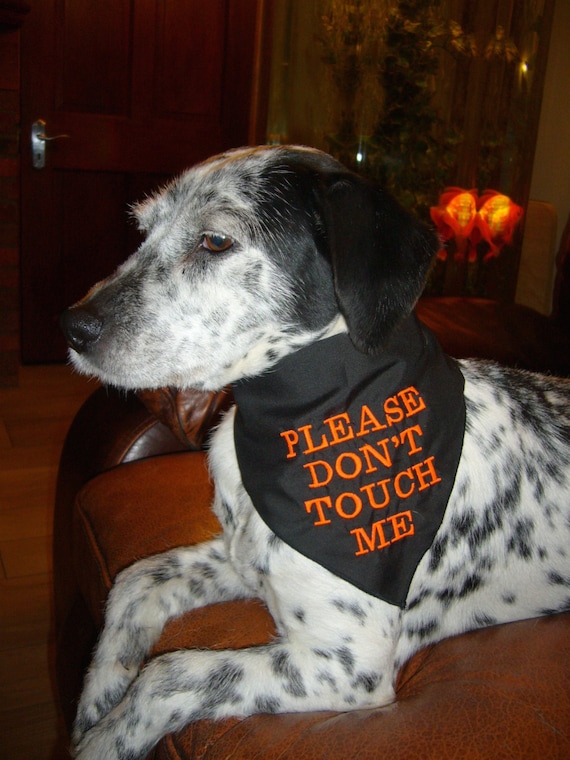 Personalised Black Dog Warning Bandana With Fluorescent Writing 2